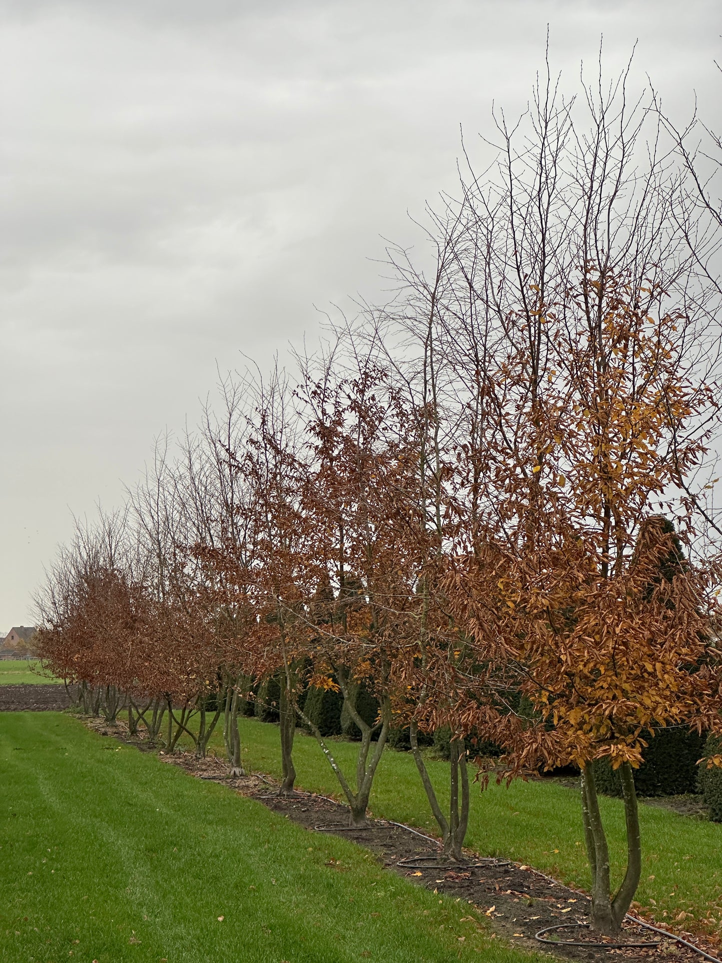 CB TREE #044