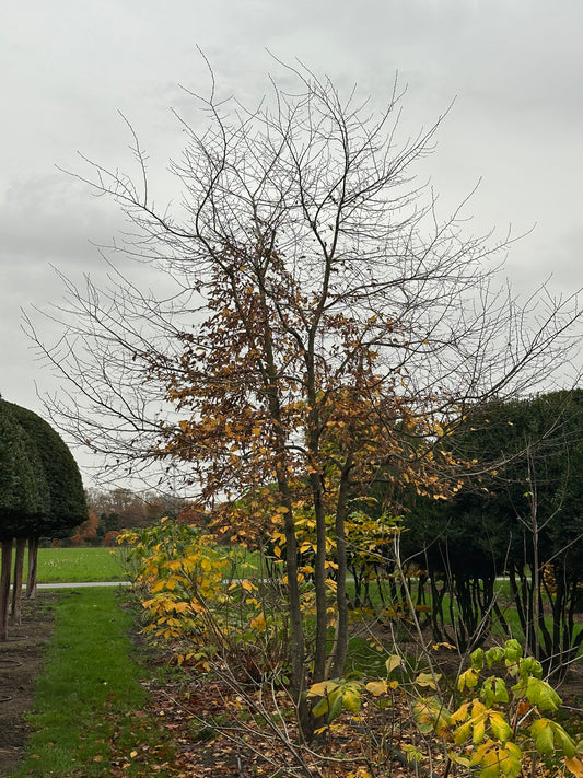 CB TREE #016