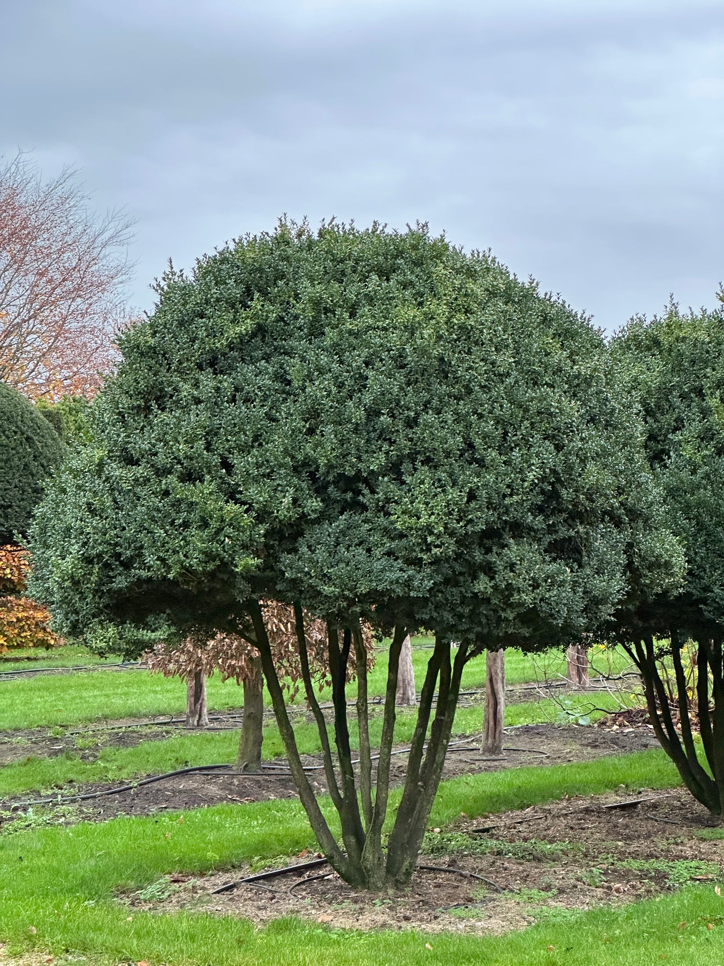 Buxus sempervirens