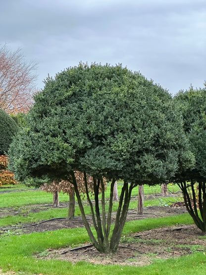 Buxus sempervirens