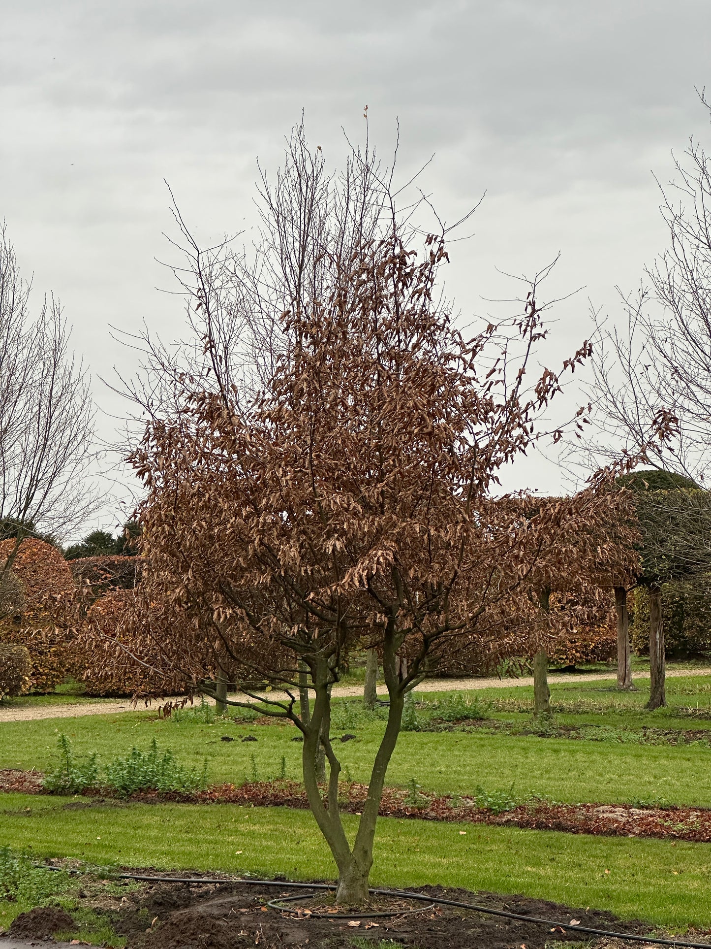 CB TREE #032