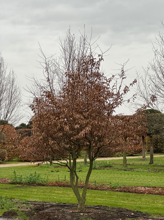 CB TREE #032