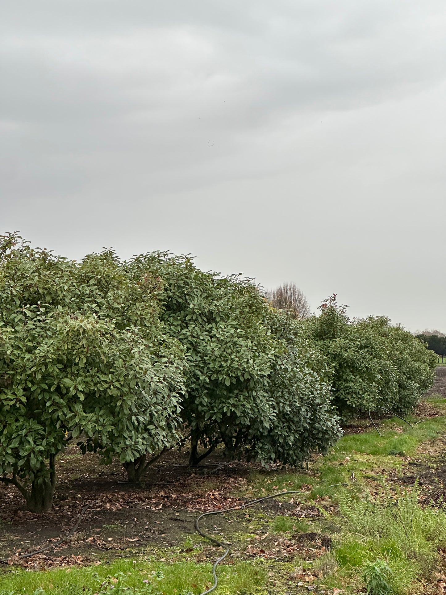 Photinia × fraseri ‘Robusta’ 200/250