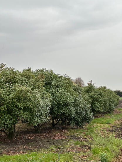 Photinia × fraseri ‘Robusta’ 200/250