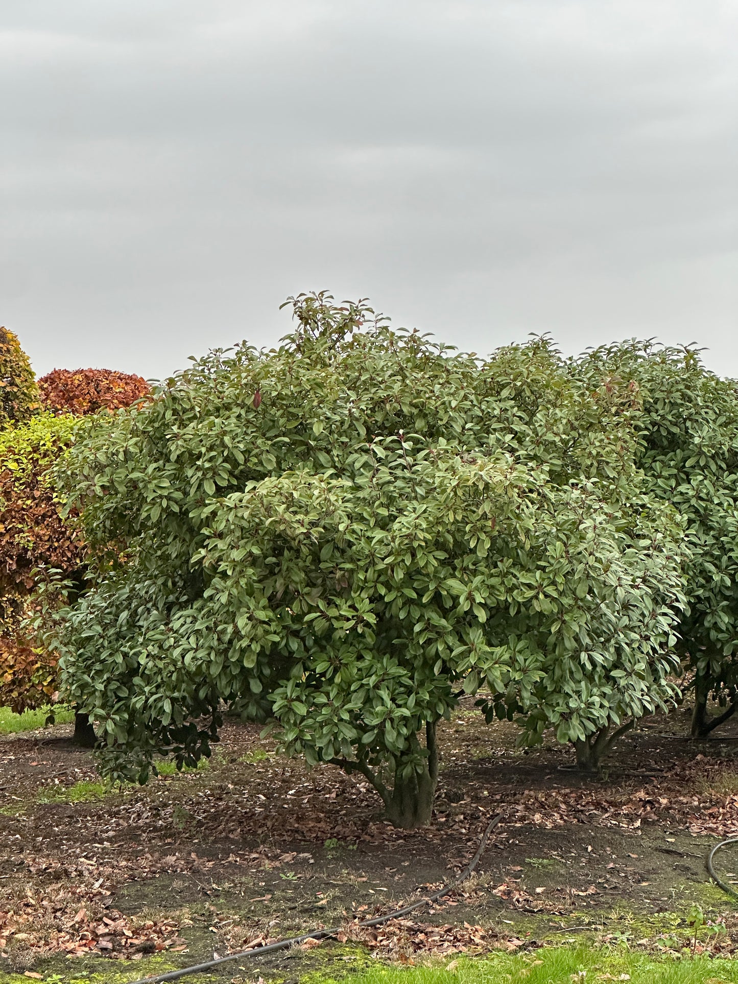 Photinia × fraseri ‘Robusta’ 200/250