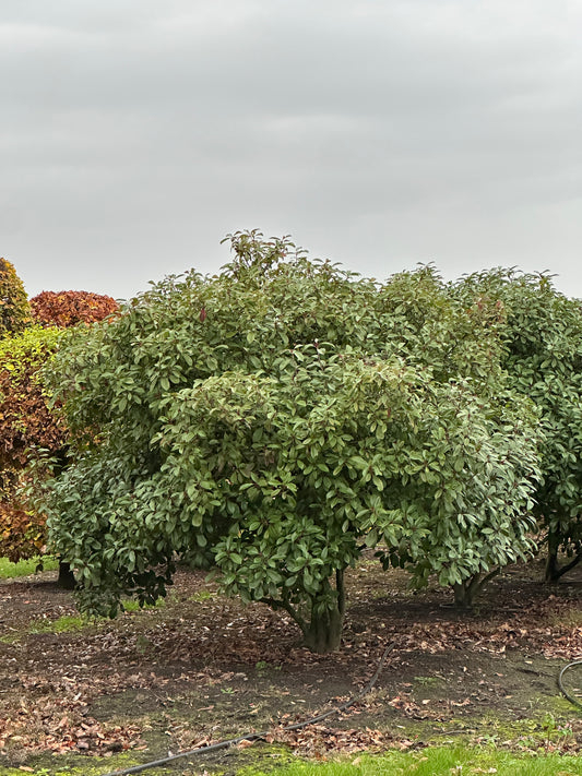 Photinia × fraseri ‘Robusta’ 200/250