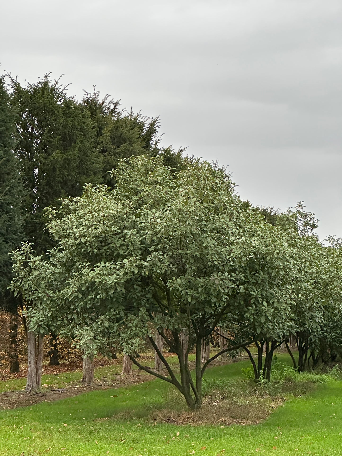 Photinia × fraseri ‘Robusta’ 300/350