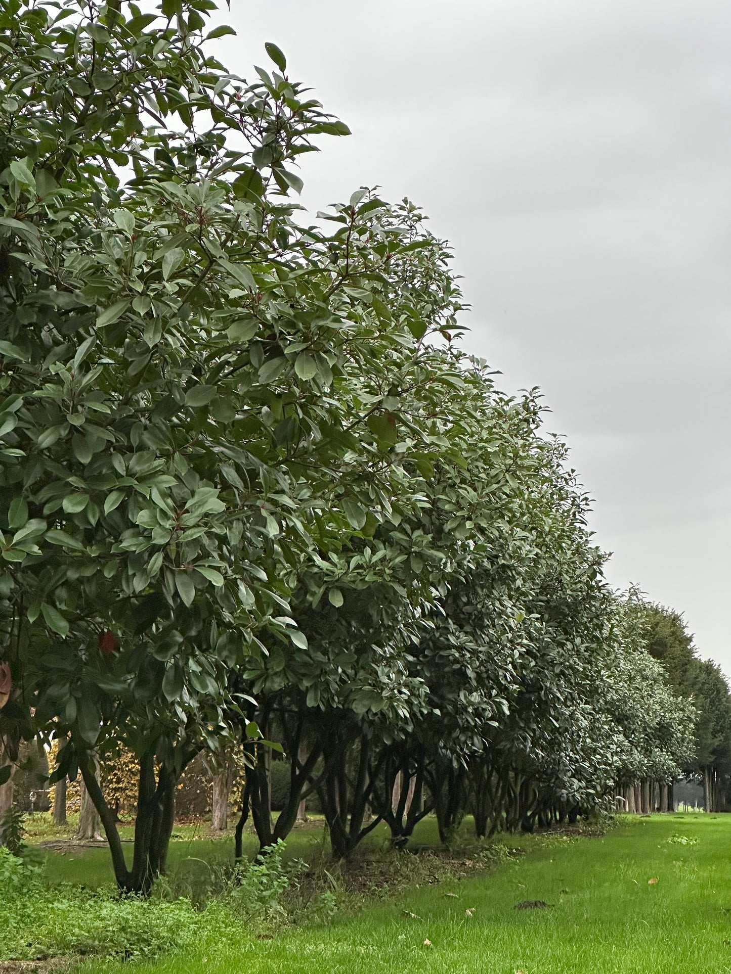 Photinia × fraseri ‘Robusta’ 300/350