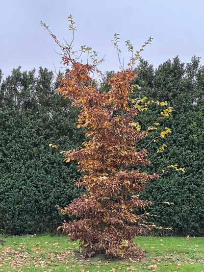 CB TREE #012
