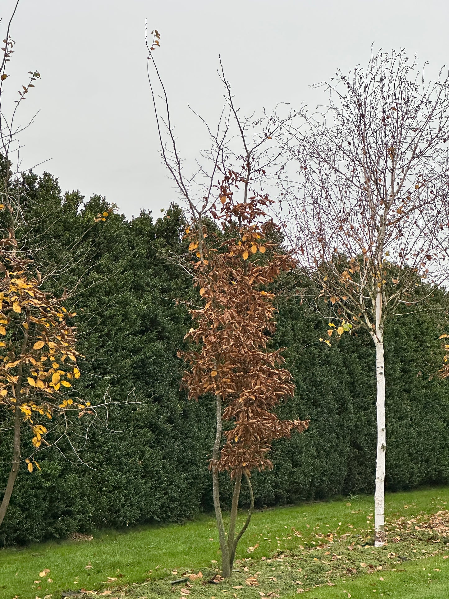 CB TREE #014