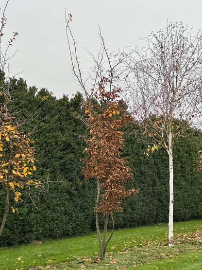 CB TREE #014