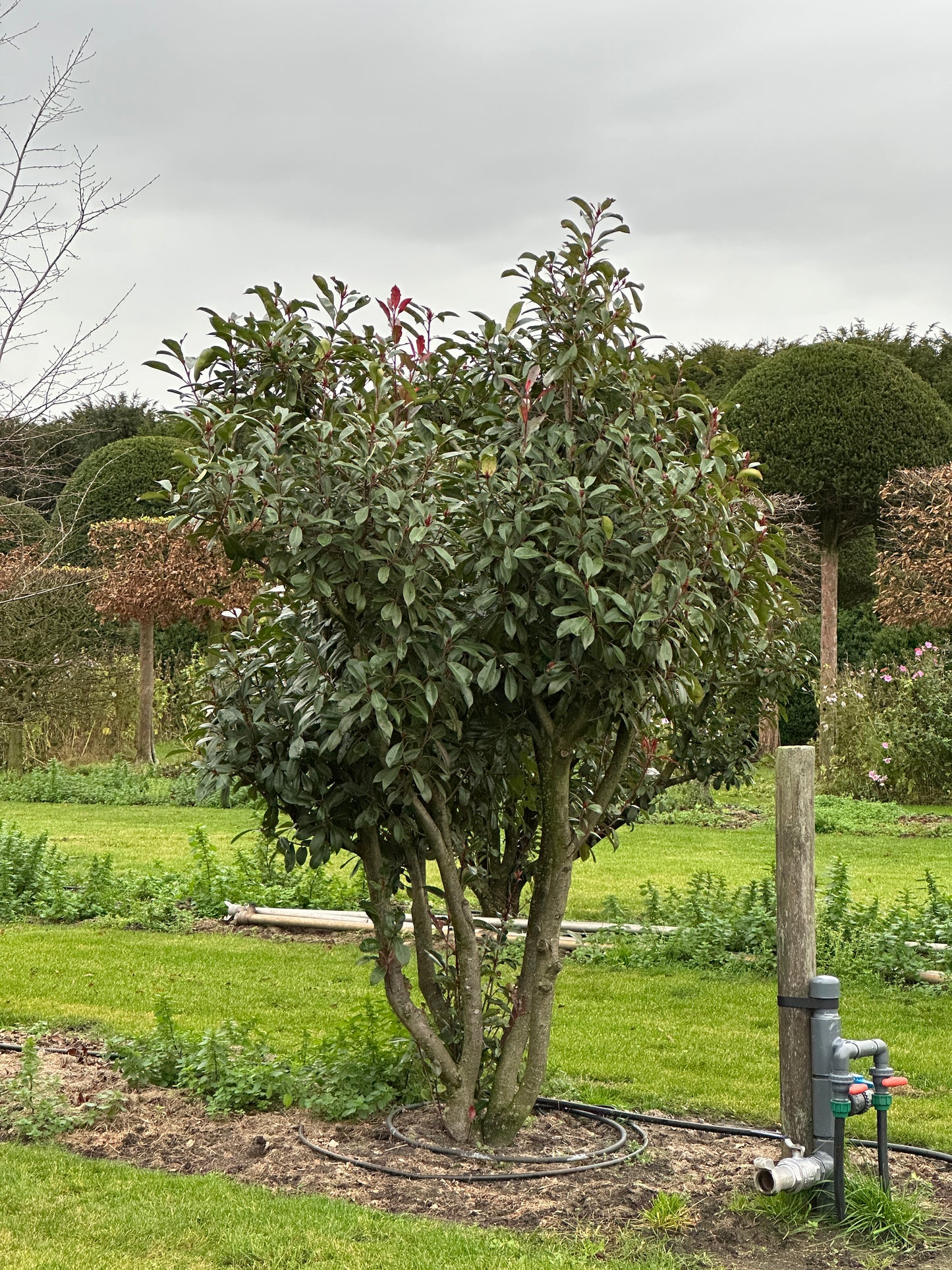 Photinia × fraseri ‘Robusta’ 250/300