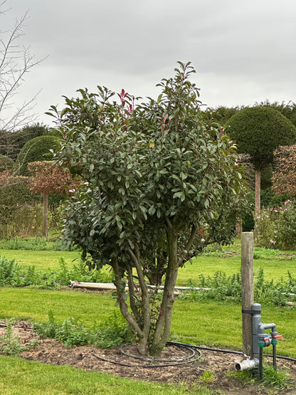 Photinia × fraseri ‘Robusta’ 250/300