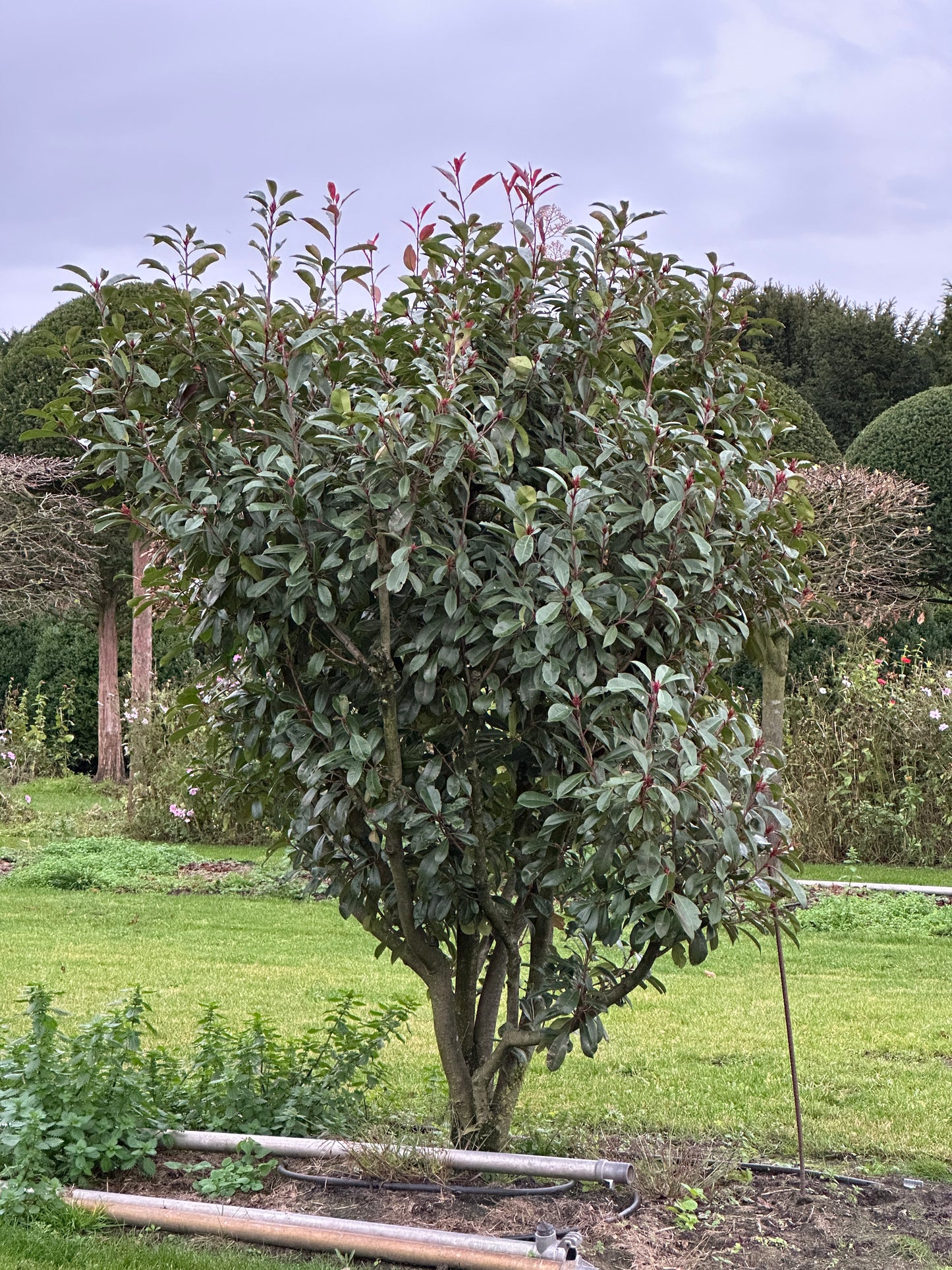 Photinia × fraseri ‘Robusta’ 250/300