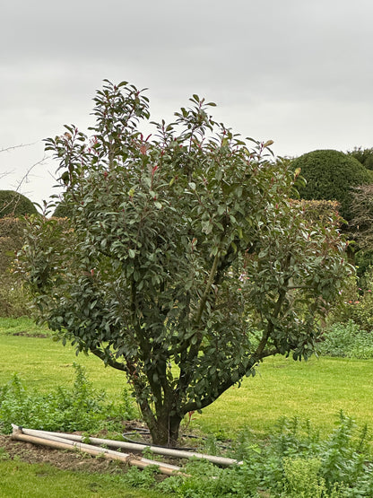 Photinia × fraseri ‘Robusta’ 250/300