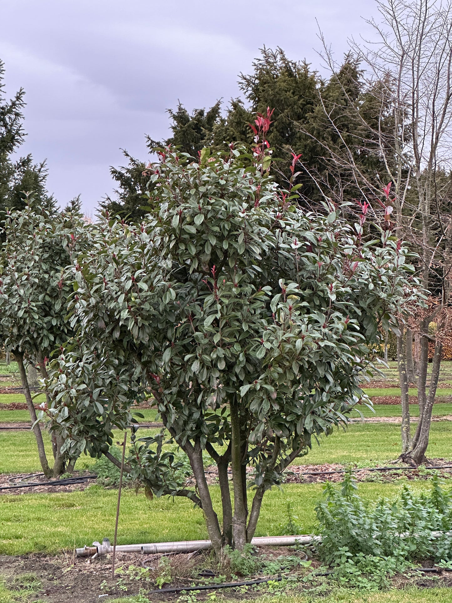 Photinia × fraseri ‘Robusta’ 250/300