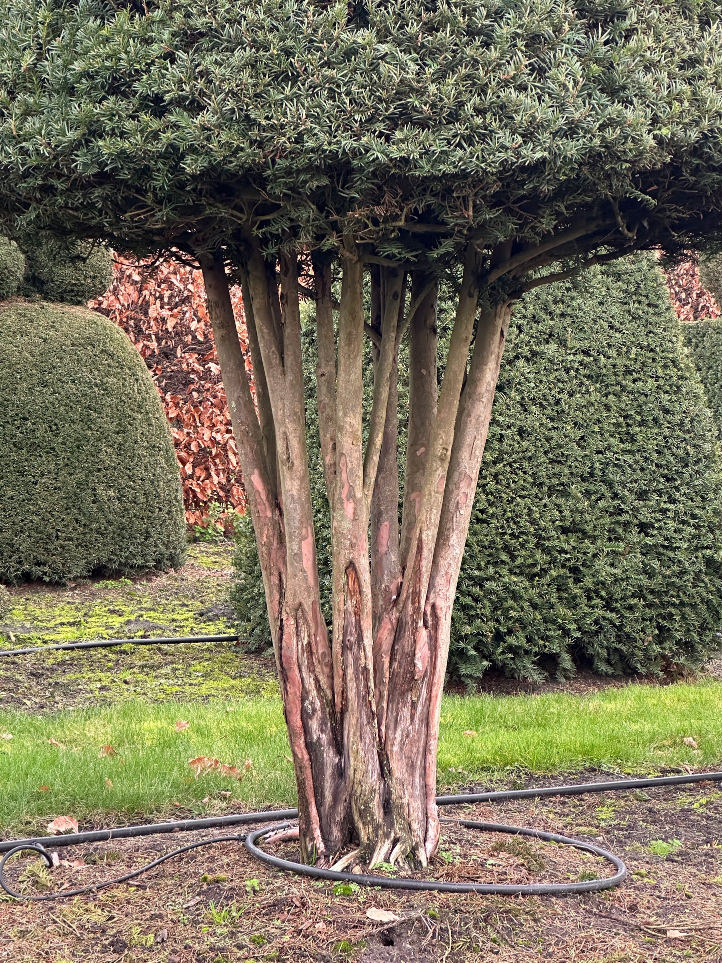 TB TOPIARY #295