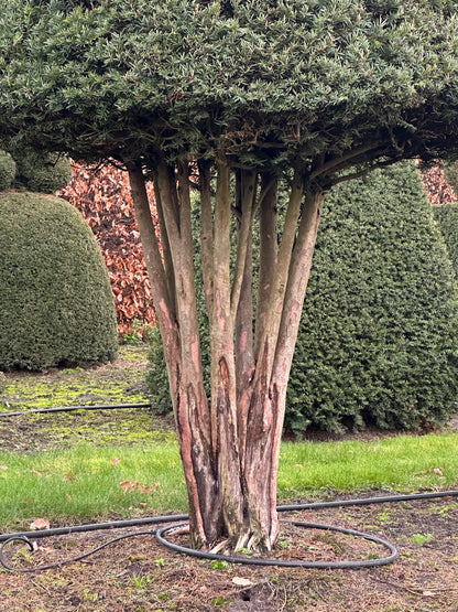 TB TOPIARY #295