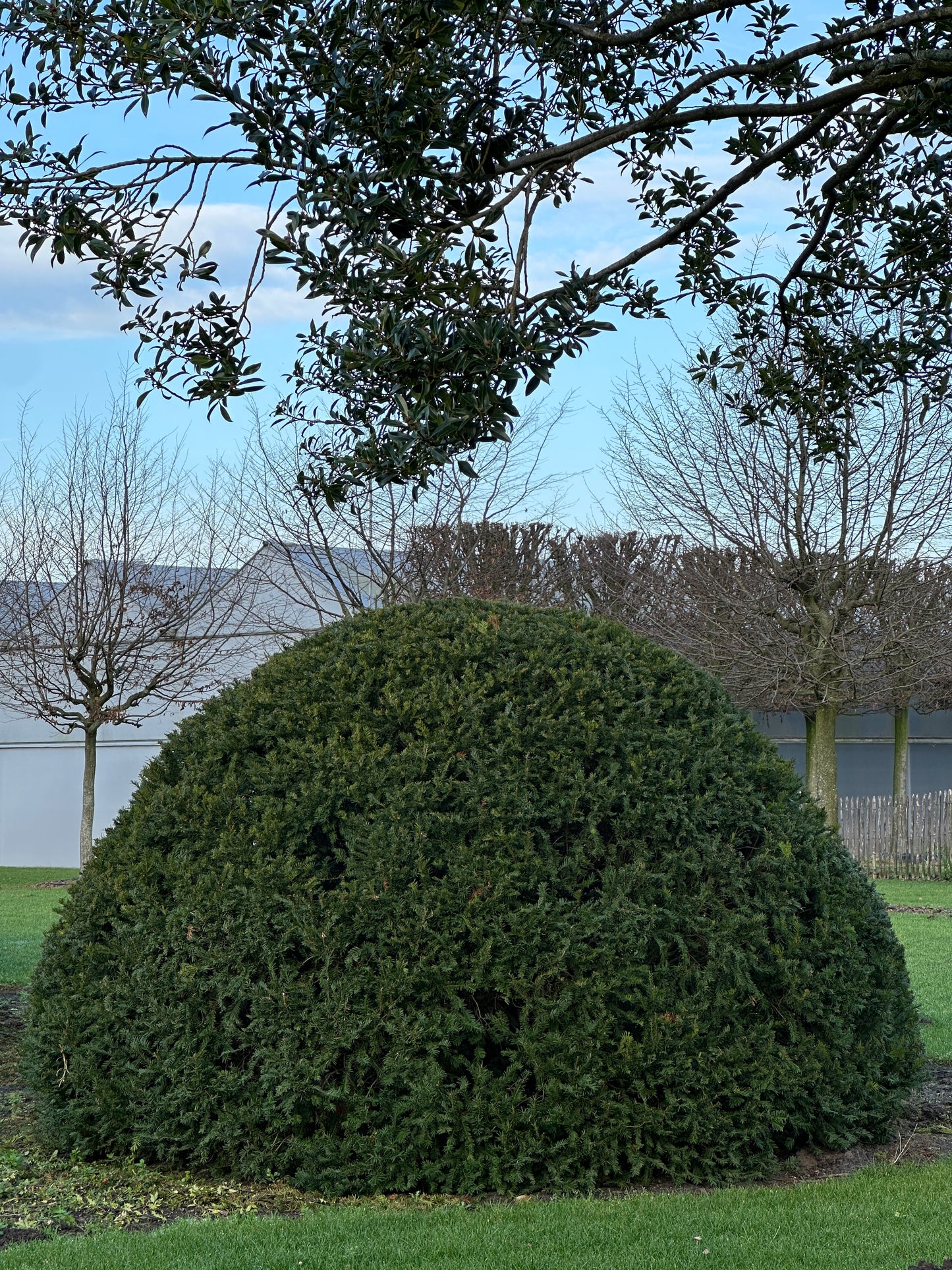 TB TOPIARY #433