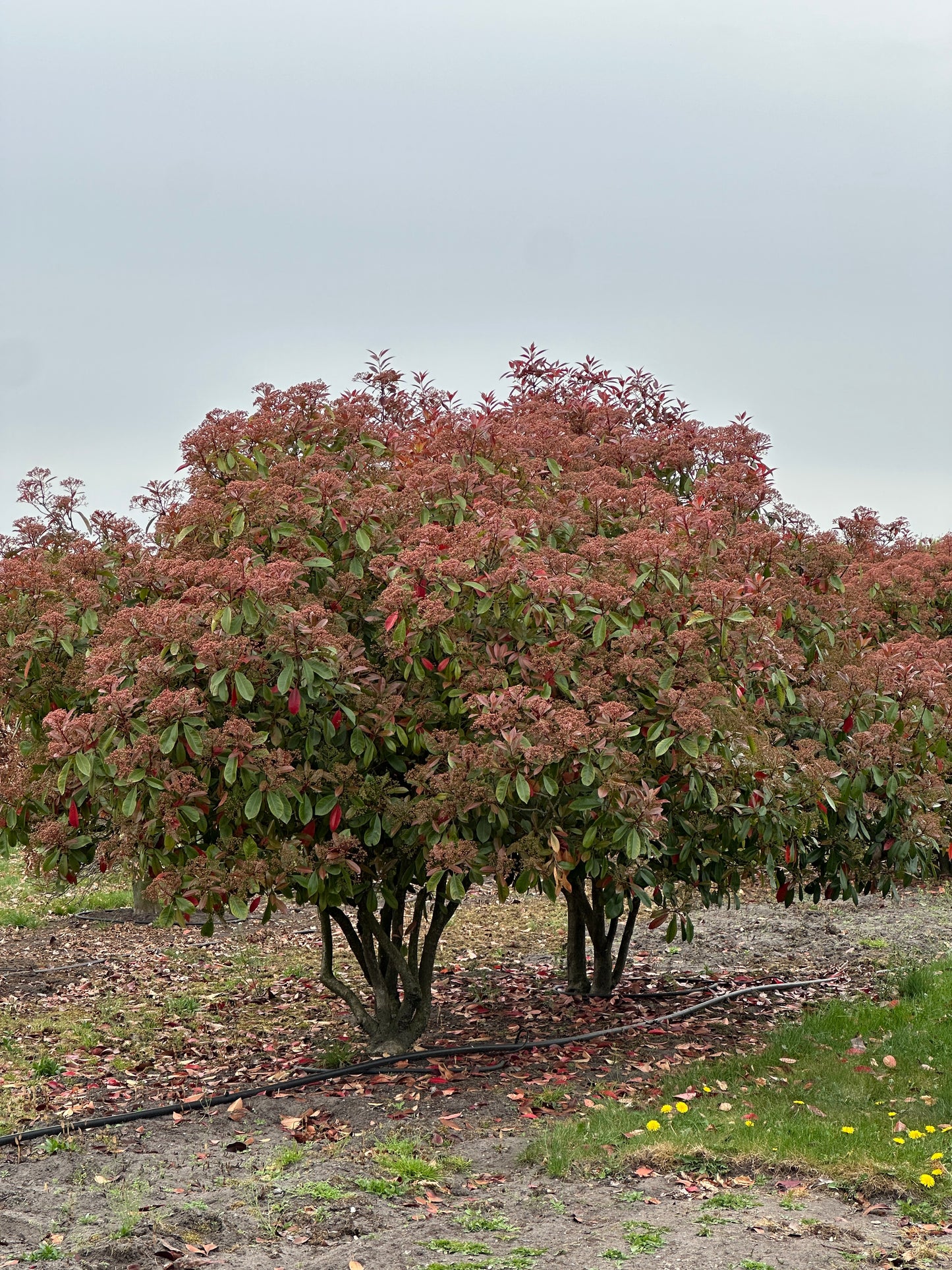Photinia × fraseri ‘Robusta’ 200/250