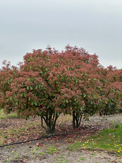 Photinia × fraseri ‘Robusta’ 200/250