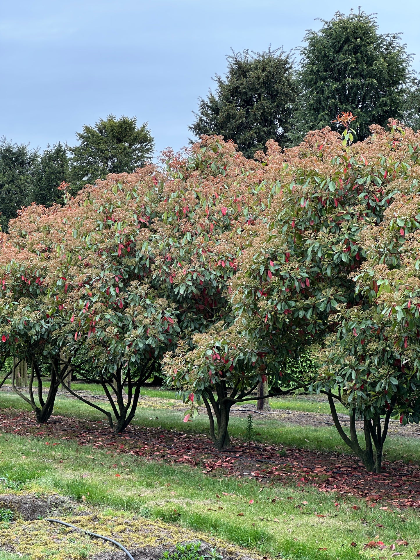 Photinia × fraseri ‘Robusta’ 300/350
