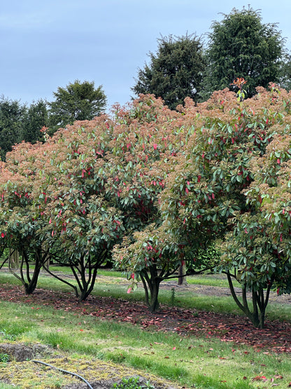 Photinia × fraseri ‘Robusta’ 300/350