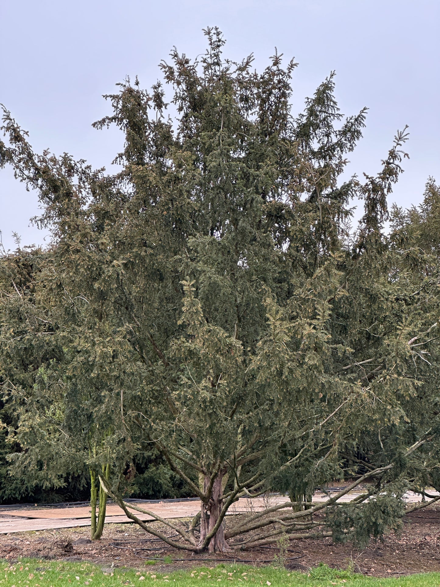 TB TREE #102