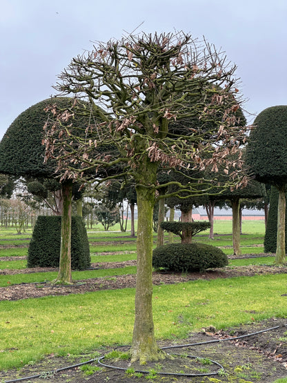 CB TOPIARY #131