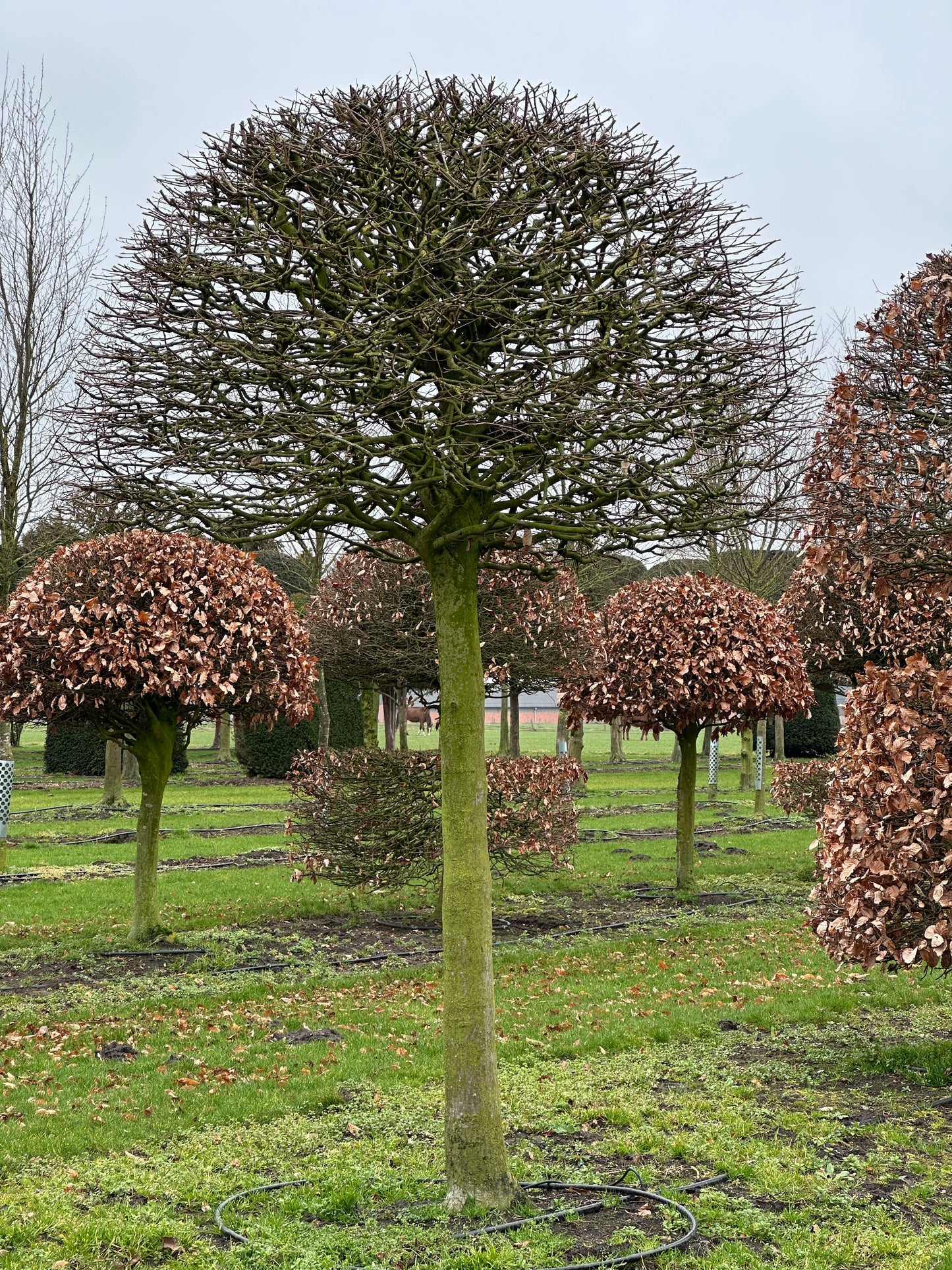 CB TOPIARY #143