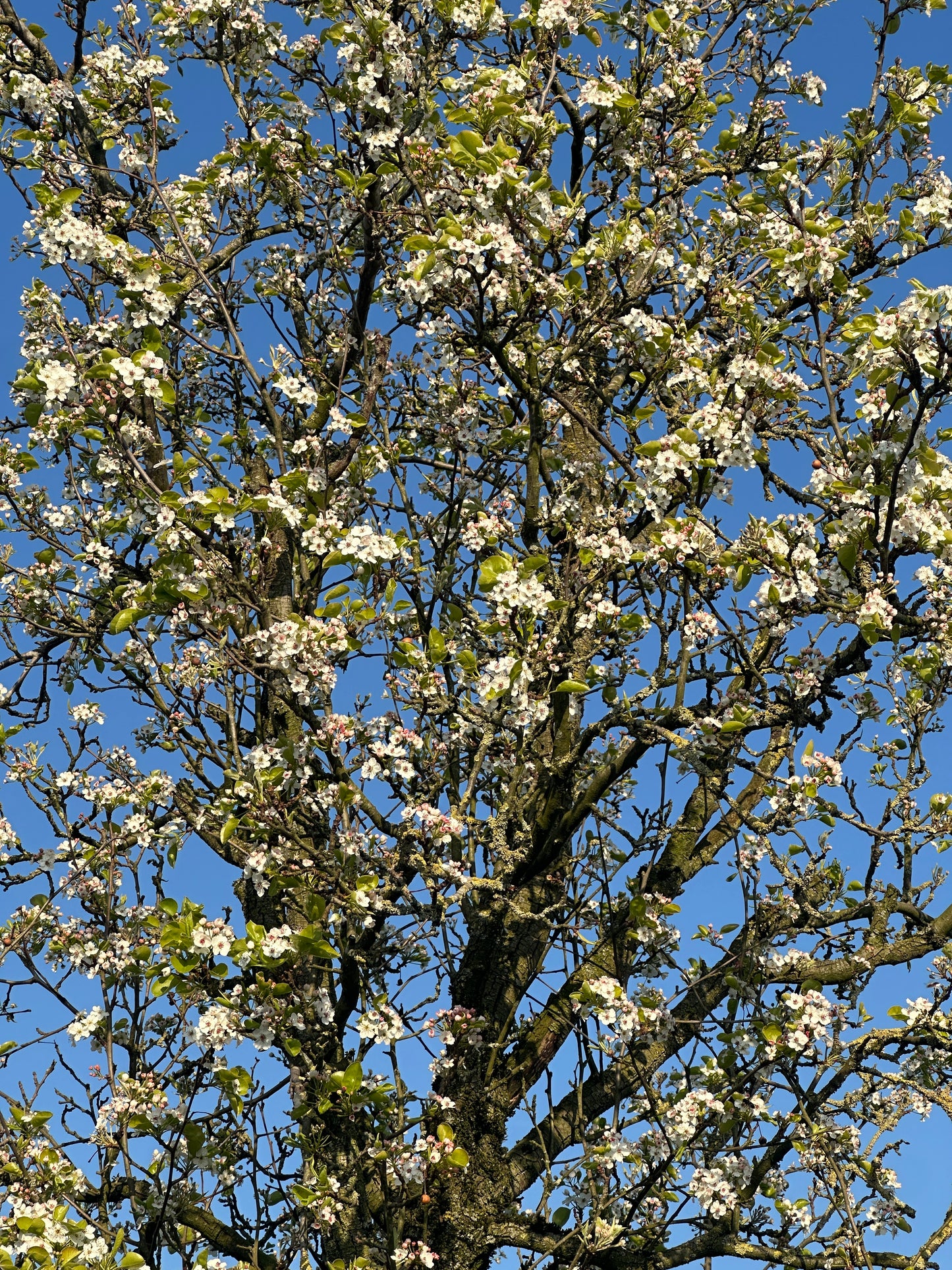 PCC TREE #001