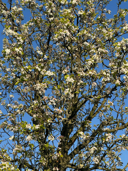 PCC TREE #001