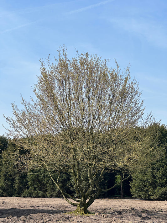 CB TREE #024