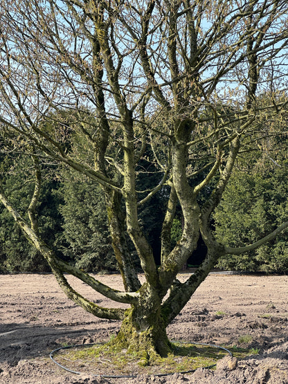 CB TREE #024