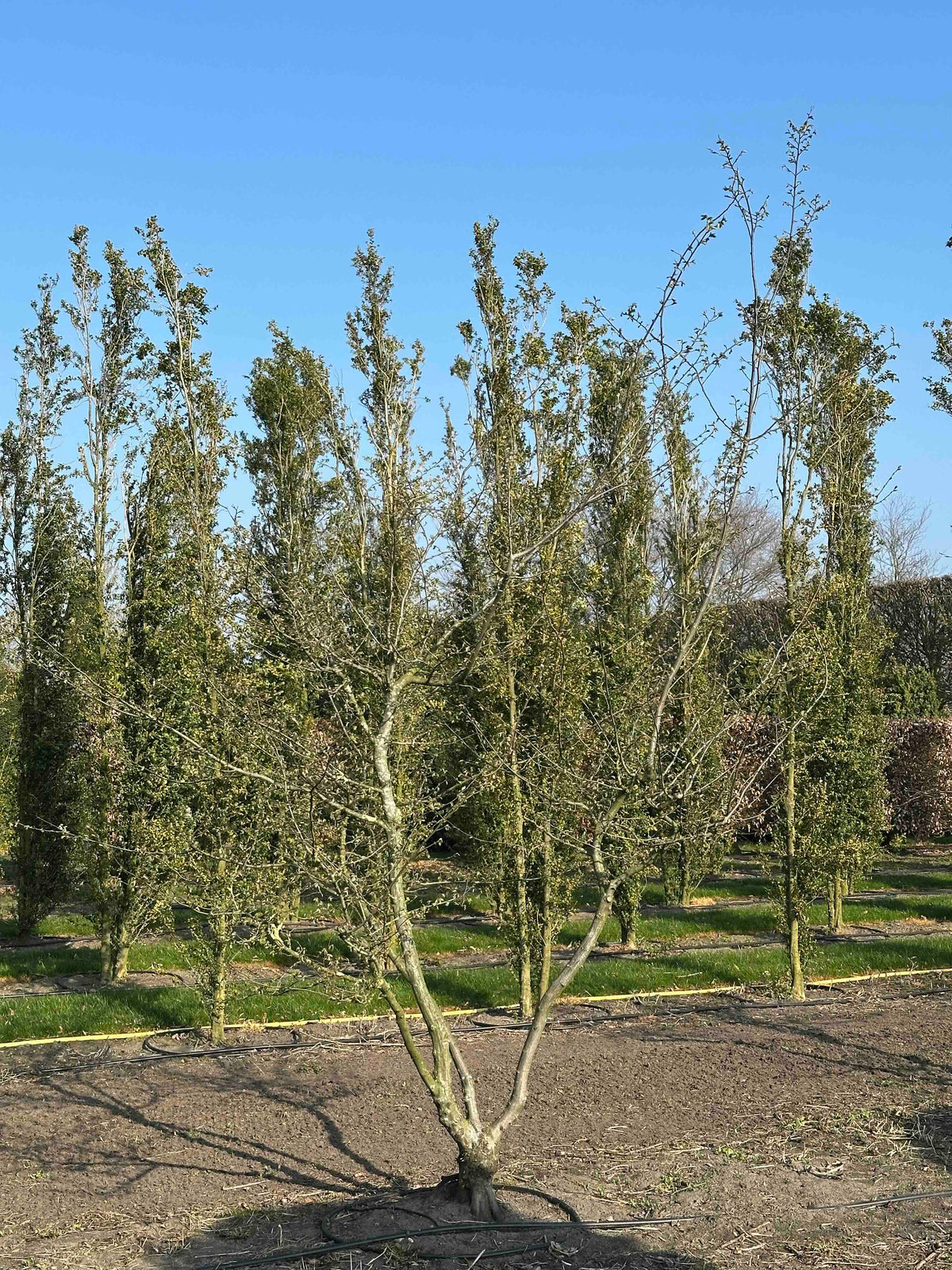 CB TREE #004