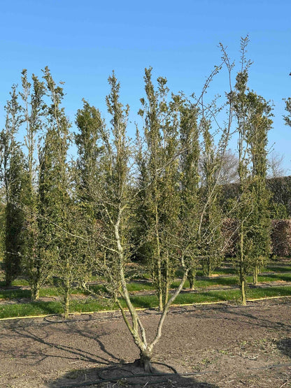 CB TREE #004