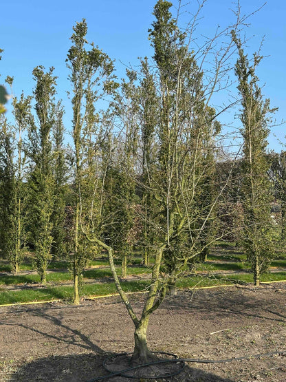CB TREE #005