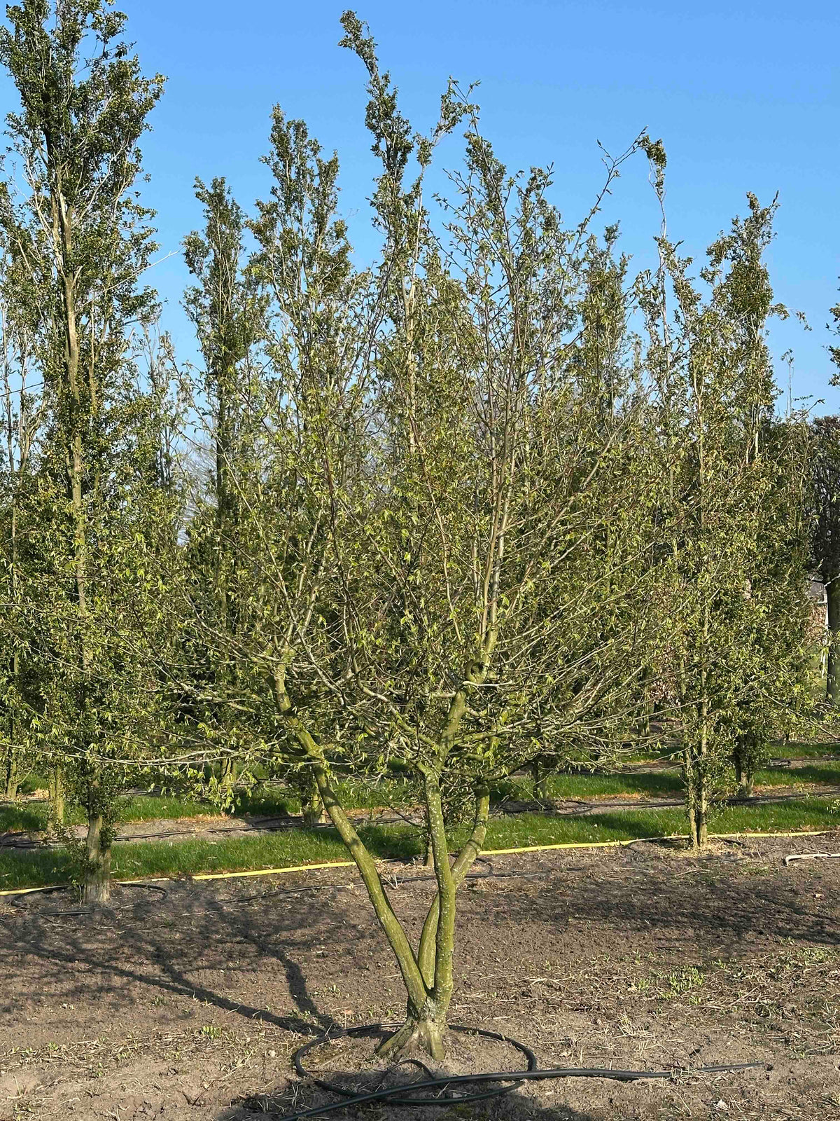 CB TREE #006