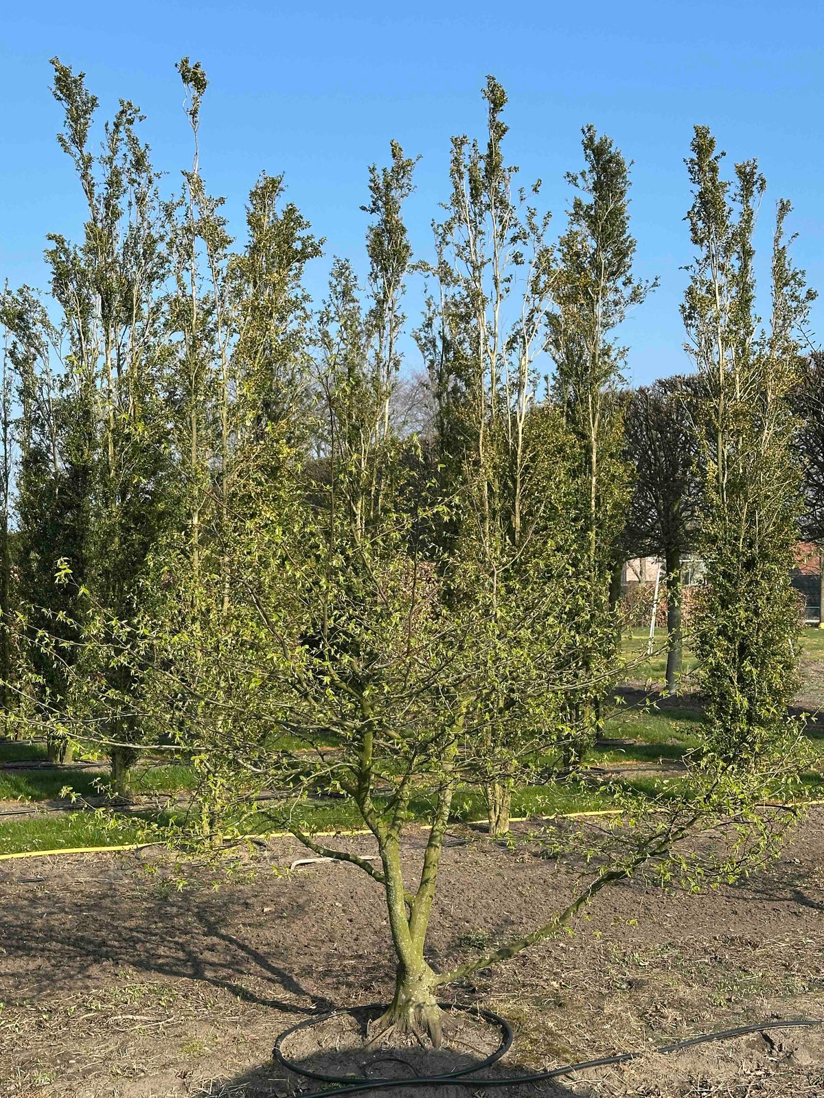 CB TREE #007