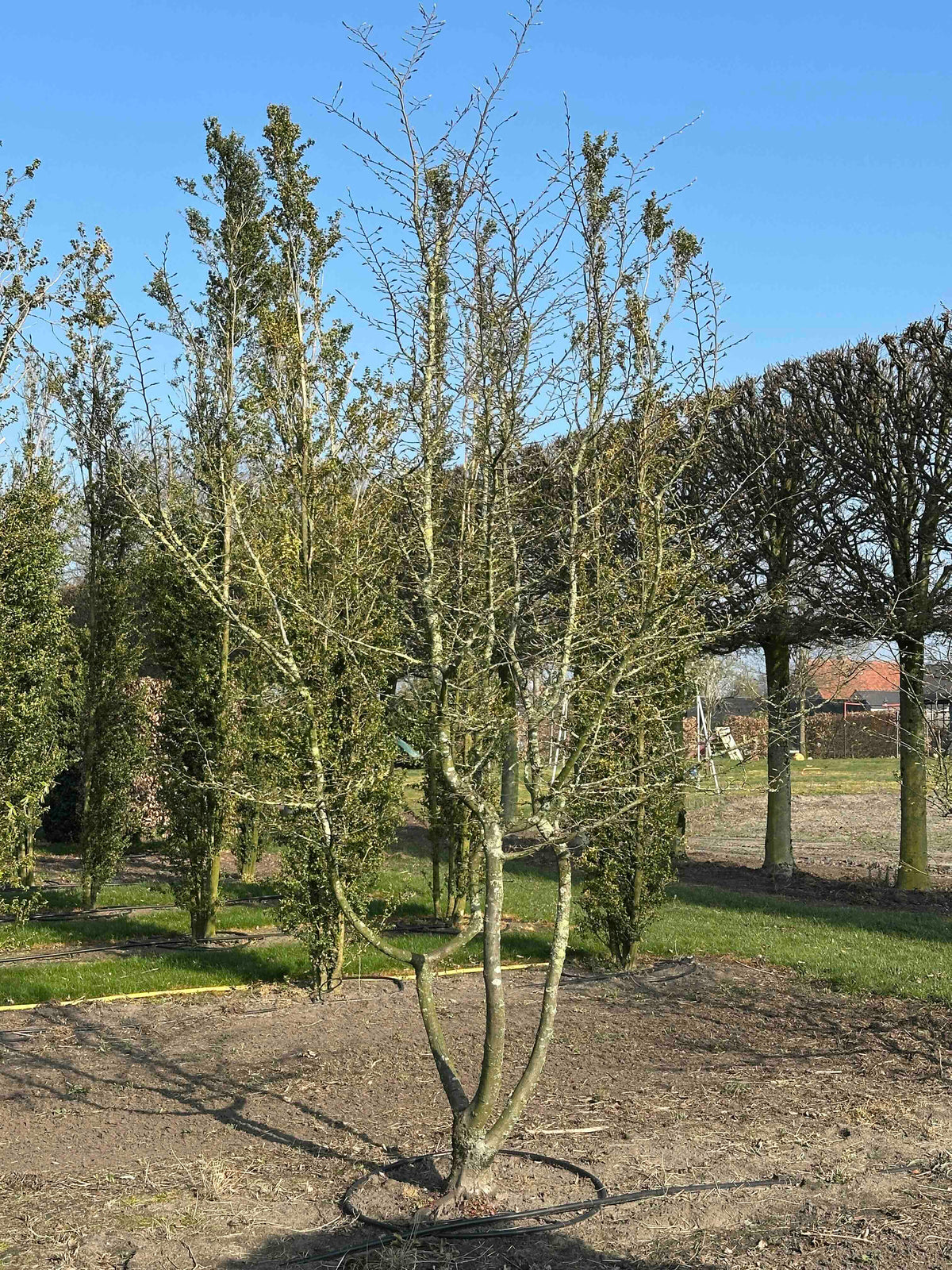 CB TREE #008