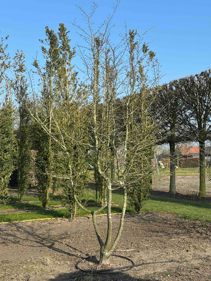CB TREE #008