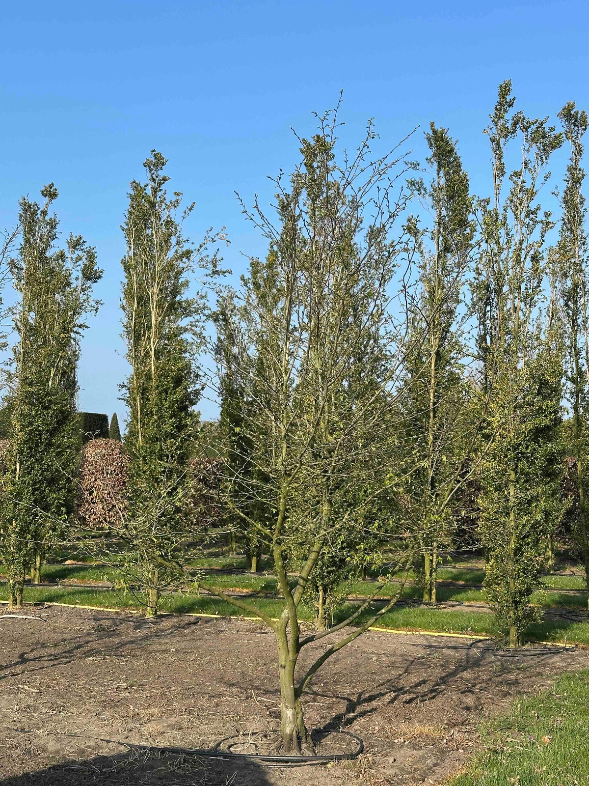 CB TREE #009