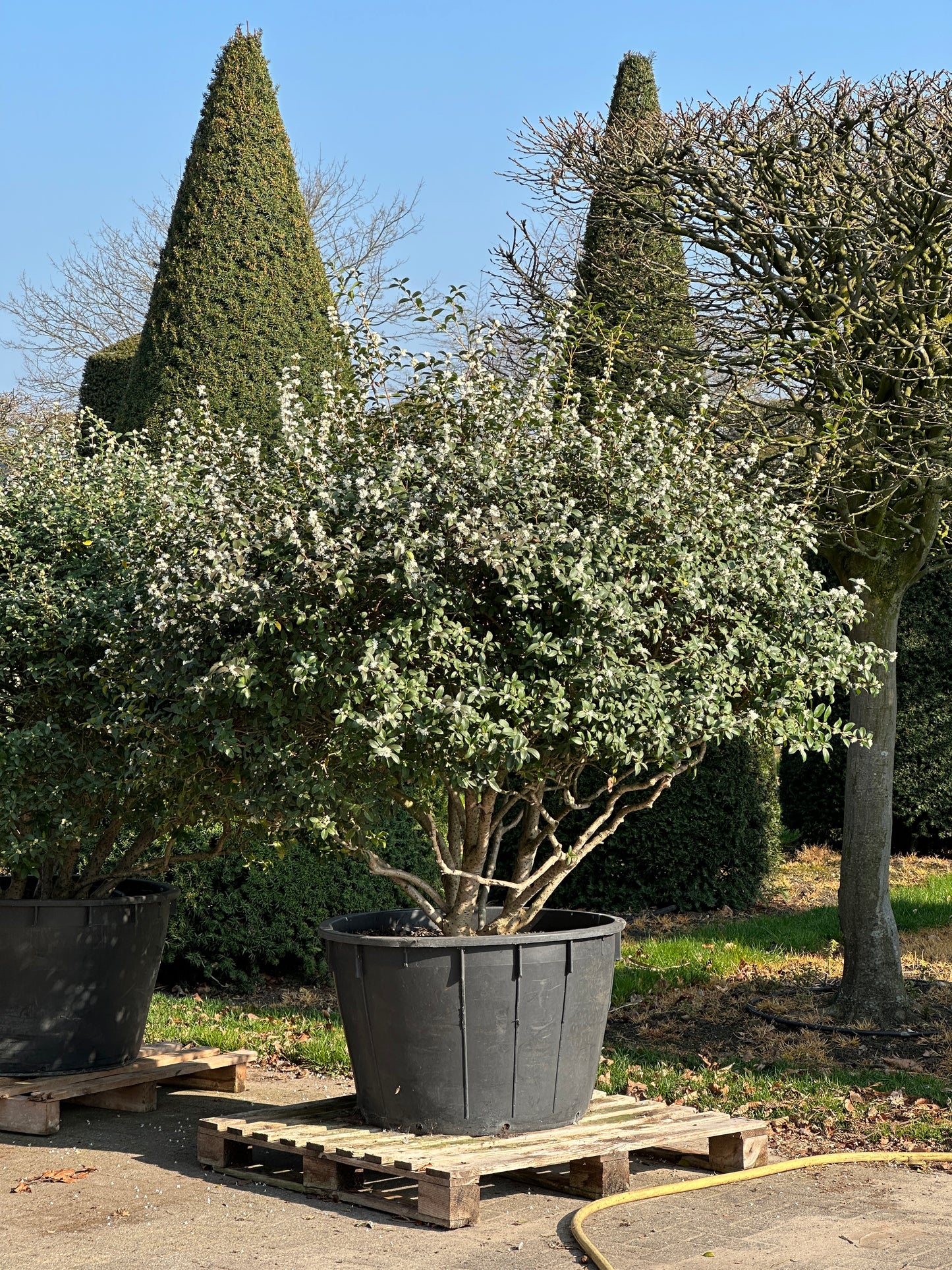 OB TOPIARY #001
