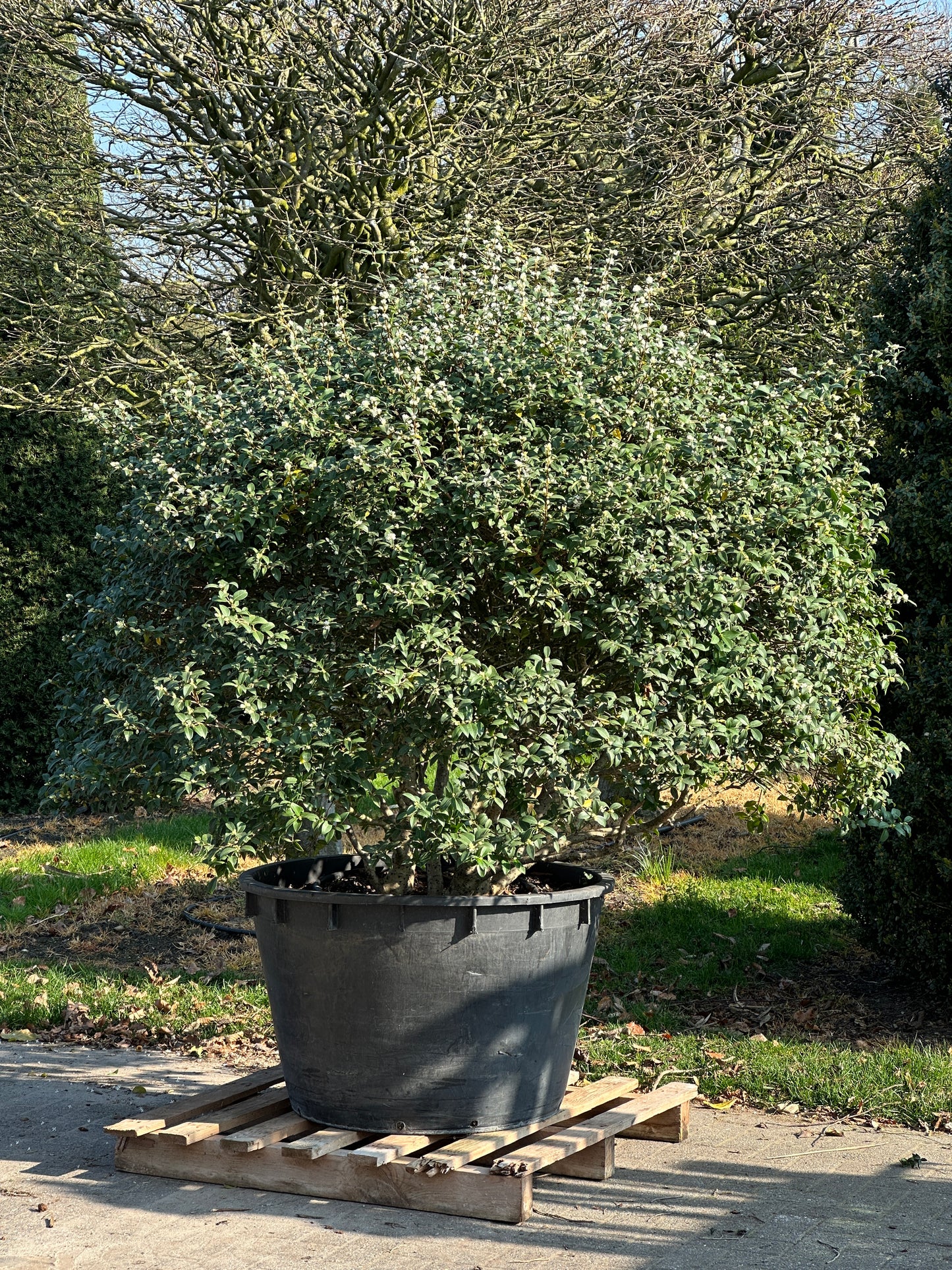 OB TOPIARY #002