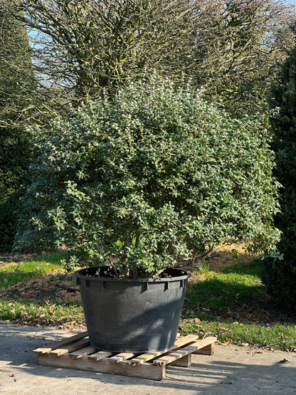 OB TOPIARY #002