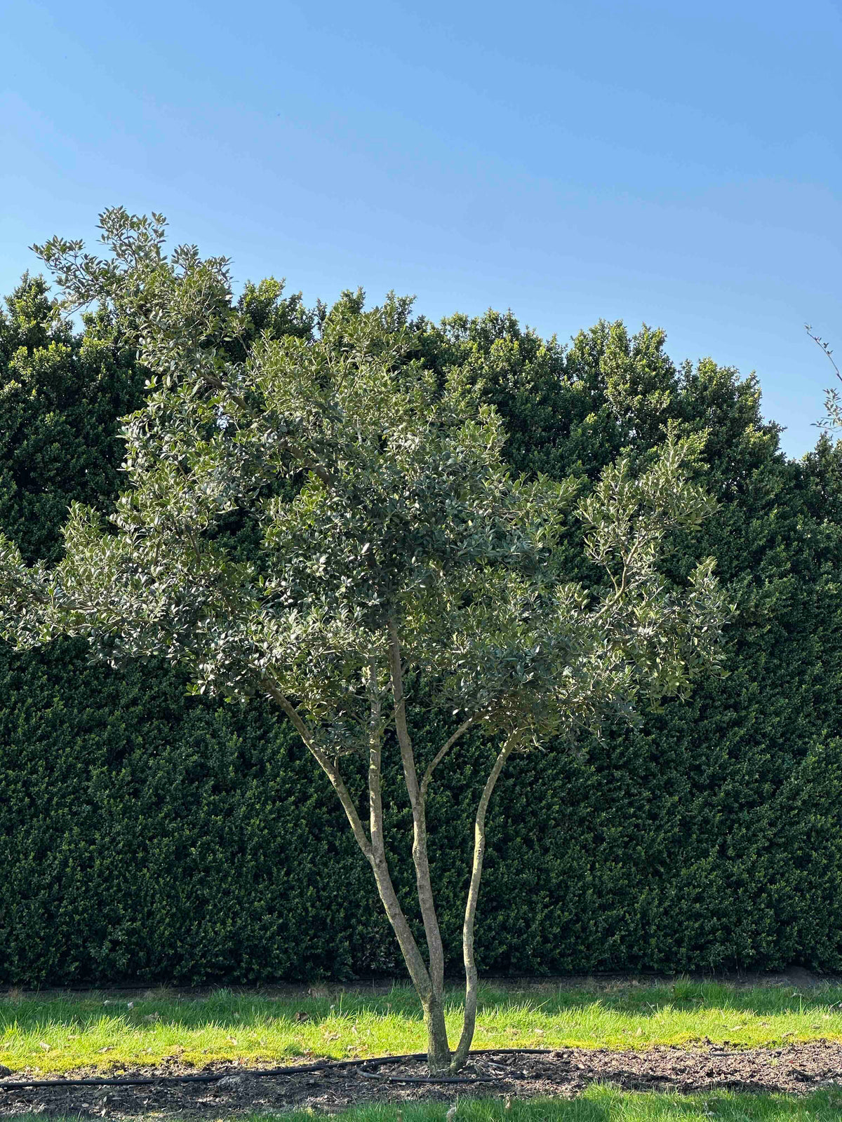 OH TREE #001