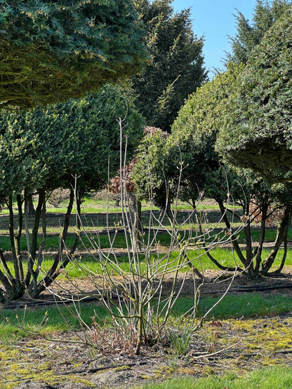 AP SHRUB #021