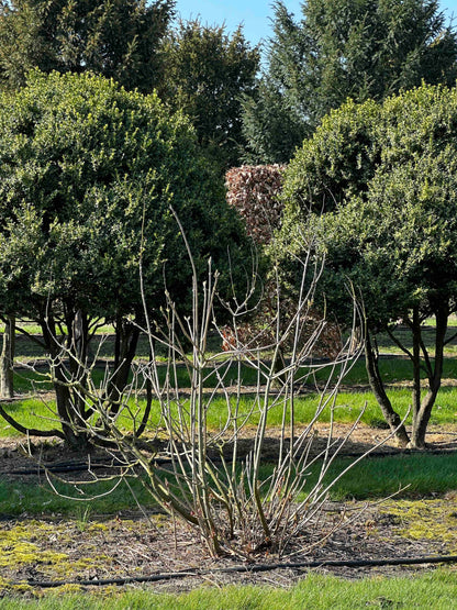 AP SHRUB #020