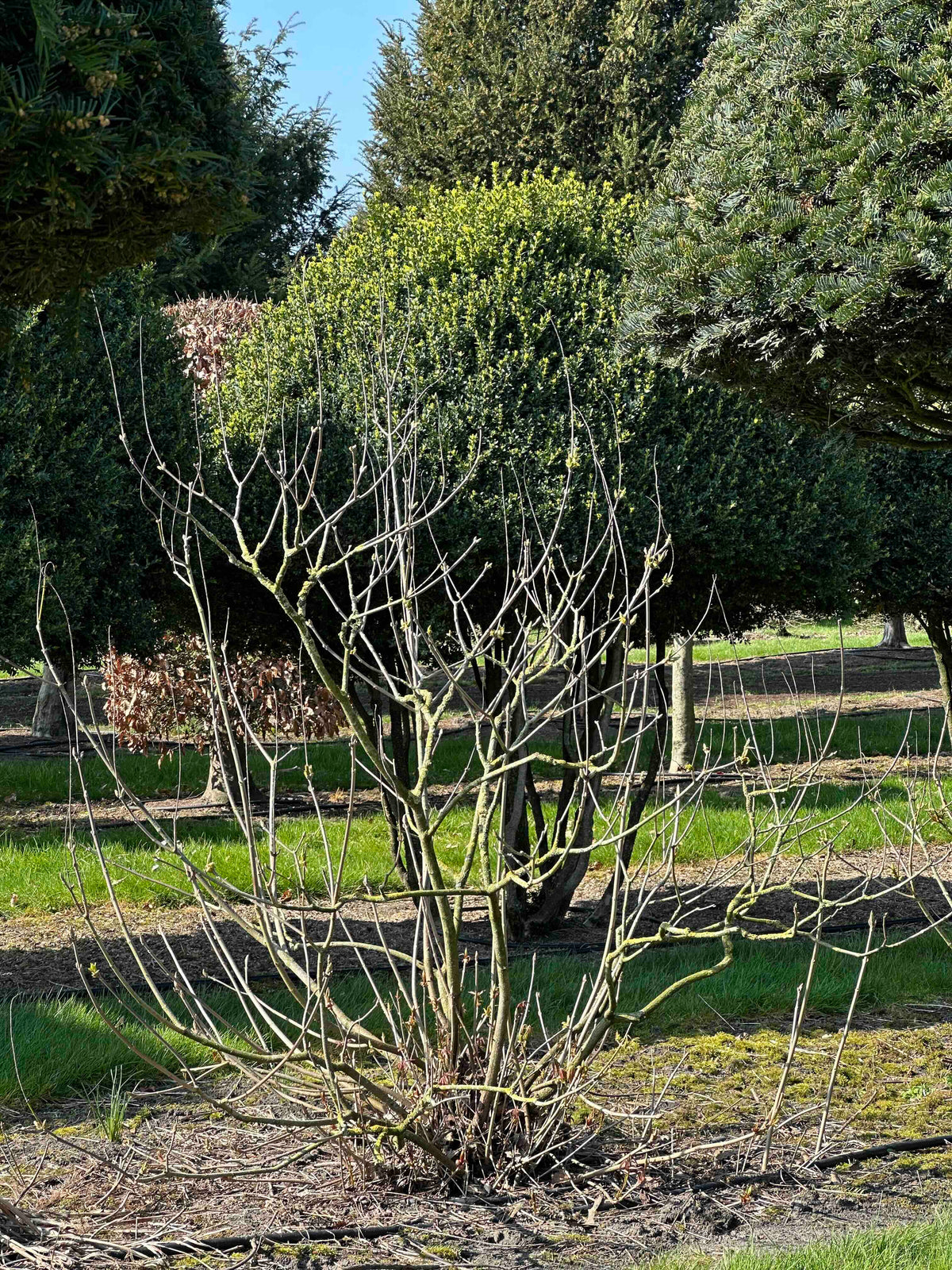 AP SHRUB #019