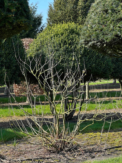 AP SHRUB #019